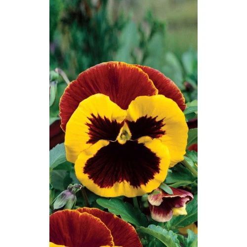 Семена Цветы Виола Крылья Бабочки (УД) ЕП_2