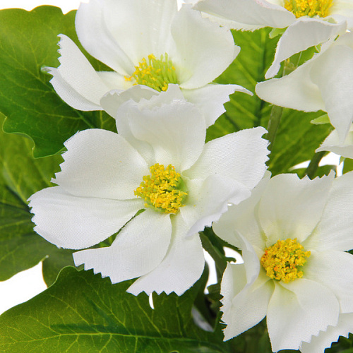 Цветочная композиция Поцелуй лета Космея белая 20см_3