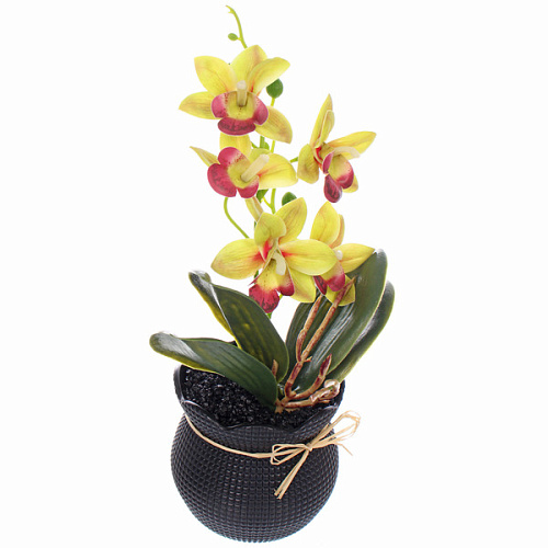 Цветочная композиция Орхидея 1028см салатовая в пластиковом горшке_3