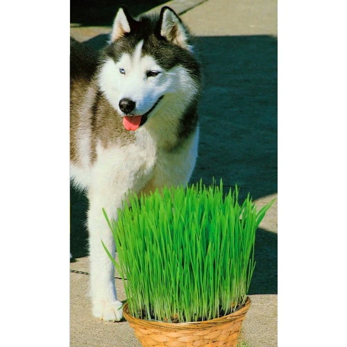 Семена Трава Для Собак 10гр (УД) Е/П