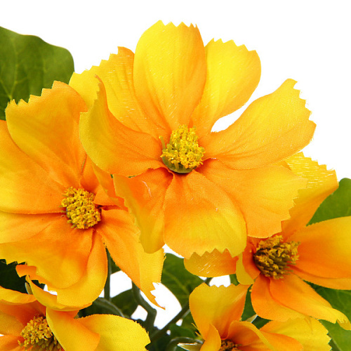 Цветочная композиция Поцелуй лета Космея желтая 20см_3