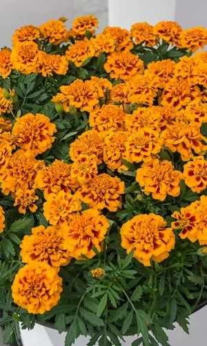 Семена Бархатцы отклоненные Брокада спениш 0,2 гр (УД) Е/П