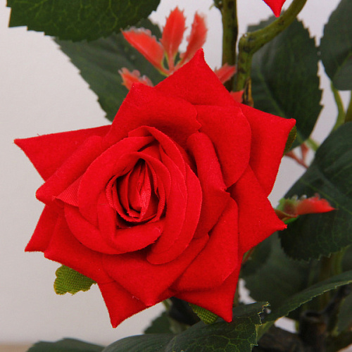 Цветочная композиция Розовый восторг 25см в горшке, цвет красный_3