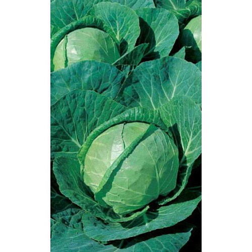 Семена Капуста белокочанная Зимовка 1474 0,5гр (Марс) Б/П