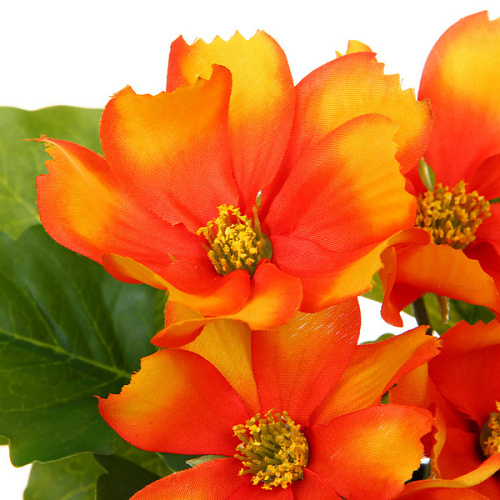 Цветочная композиция Поцелуй лета Космея оранжевая 20см_3