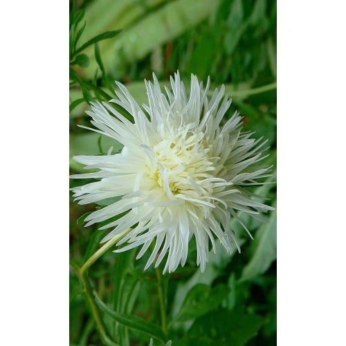 Семена Астра игольчатая Комильфо - густомахрового типа 0,2гр (УД) Е/П