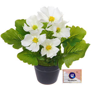 Цветочная композиция "Поцелуй лета" Космея белая 20см