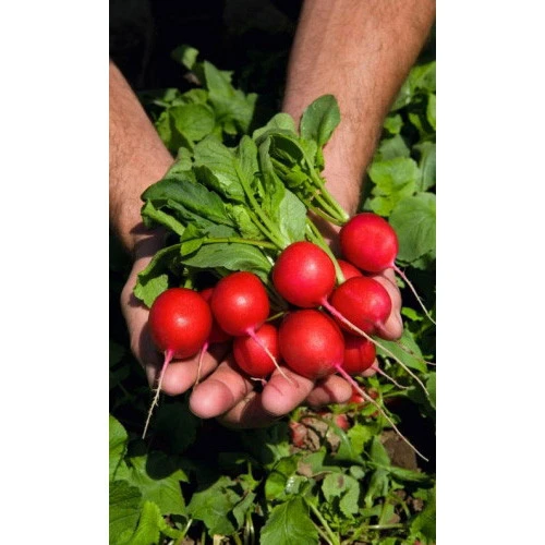 Семена Редис Смуглянка 2гр (УД) Е/П