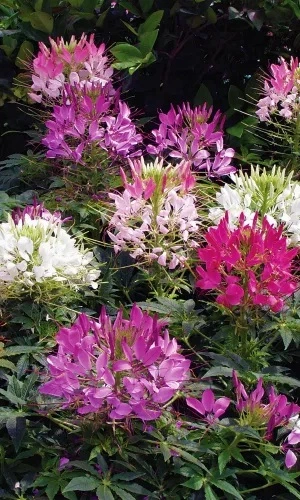 Семена Клеома Цветные паучки 0,3 гр (УД) Е/П