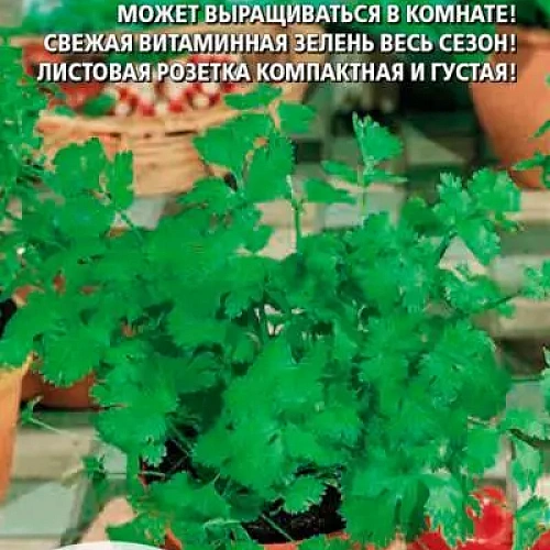 Семена Кориандр (кинза) Алексеевский 2гр 190 (УД) Е/П