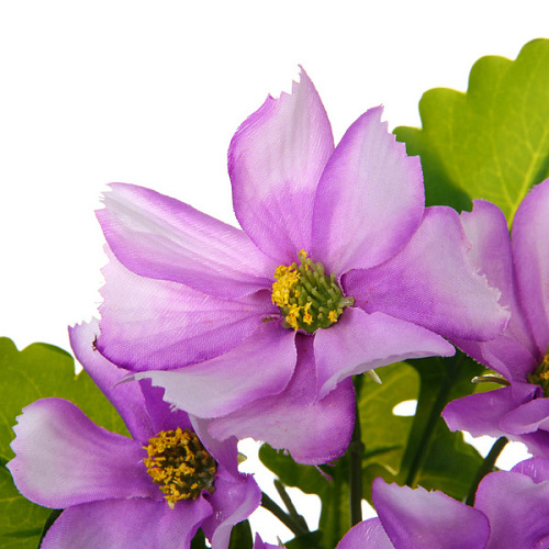 Цветочная композиция Поцелуй лета Космея сиреневая 20см_3