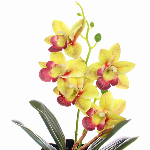 Цветочная композиция Орхидея 1028см салатовая в пластиковом горшке_4