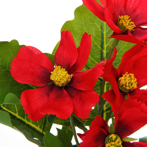 Цветочная композиция Поцелуй лета Космея красная 20см_3