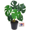 Цветок искусственный в горшке "Монстера" 28см