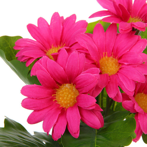 Цветочная композиция Поцелуй лета Хризантема ярко-розовая 20см_3